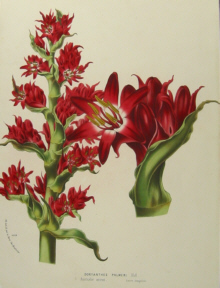 Australian botanicals, Van Houtte